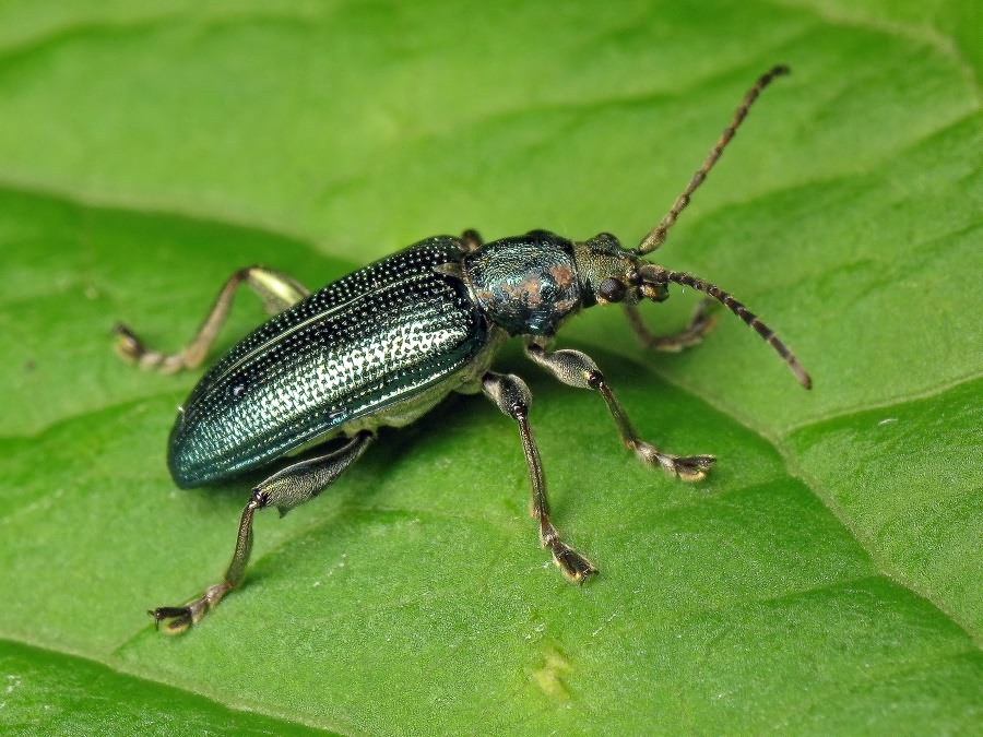 Plateumaris sericea (Linnaeus, 1761)